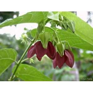  Seeds Devils Cotton Abroma augusta 5 Seeds Patio, Lawn 