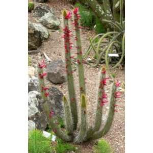  Cleistocactus Candelilla Cactus Seeds   20 Seeds Patio 