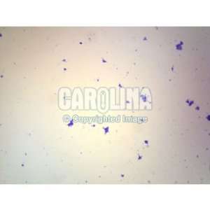  Streptococcus (Diplococcus) pneumoniae, w.m. Microscope 