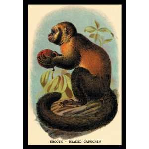 Smooth Headed Capuchin 20x30 Poster Paper