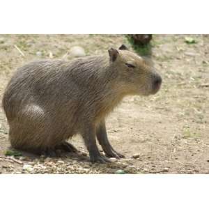  Capybara Taxidermy Photo Reference CD