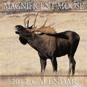  Magnificent Moose 2012 Wall Calendar