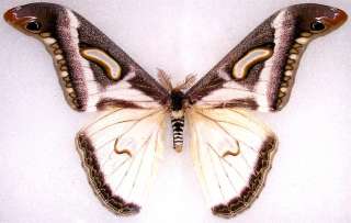 BUTTERFLY/MOTH/MOUNTED Cameroon Giant EPIPHORA ALBIDA  