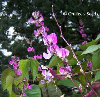 10+ Purple Hyacinth Bean Vine Seeds   Cottage Garden  