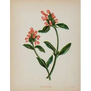 1902 Botanical Print Selfheal Prunella Vulgaris Flower 