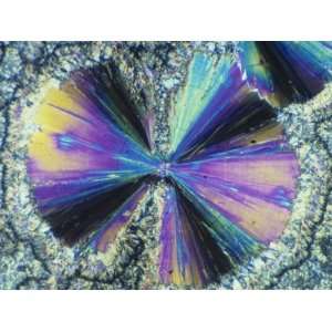  Salicylic Acid Crystals Viewed in Polarized Light 