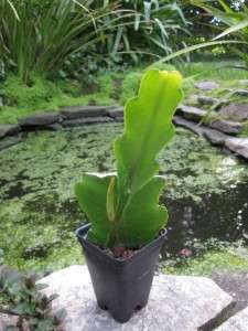 HUGE FRAGRANT ORCHID CACTUS EPIPHYLLUM CRENATUM PLANT SPECTACULAR 