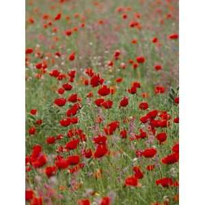  Wildflower Farming on a Kibbutz in Springtime Photographic 