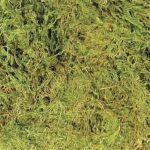  Green Terrarium Moss   Large (15 To 20gal)