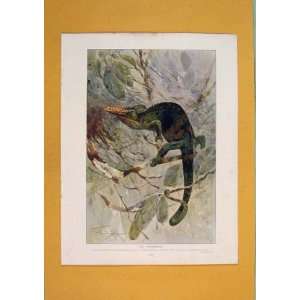  Chamaeleon Color Antique Print Fine Wild Animal C1910 