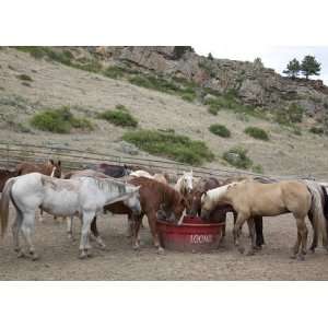  Horses at a Montana Dude Ranch   16x20   Fine Art Gicl 