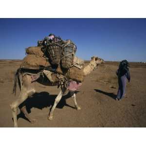  Somali Camel Nomads Collecting Water, Ethiopia, Africa 