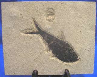 Diplomystus Dentatus Green River Fossil Fish 4.5 long  