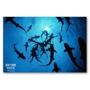  Shark Week Sharks Circling Poster 