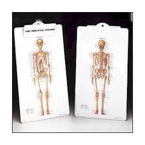 Skeletal System Clipboard  Industrial & Scientific