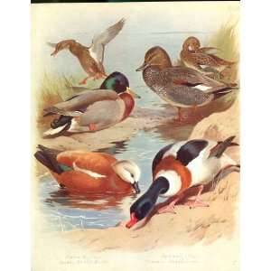  Large Thorburn Mallard, Gadwall, Sheld Duck Bird Print 