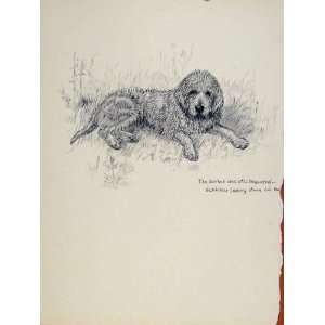   Guvnor Dog Hound Pet Disgusted Sketch Pencil Drawing