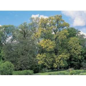  Scarlet Oak Tree in a Field (Quercus Coccinea 