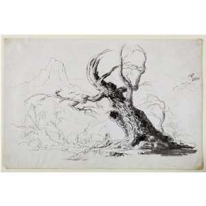   Thomas Cole   24 x 16 inches   Large Gnarled Tree w