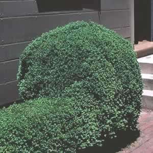    Boxwood   Emerald Jewel   #3 container Patio, Lawn & Garden