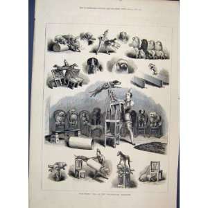    1877 Performing Dogs Westminster Aquarium Old Print