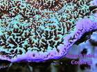   Montipora Acan Acropora Confusa Acro Reef Aquarium SPS Live Coral