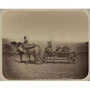  Postal route,camels,carriage,Russian,Turkestan,c1865