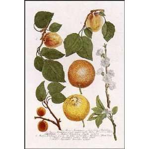  Fruit 3 of 4 By Johann Wilhelm Weinmann Highest Quality 