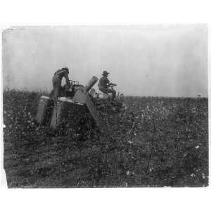  Picking cotton,with Pittsburg Am. Cotton Picker,c1908 