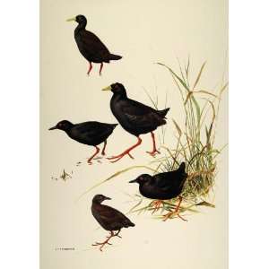  1984 Print Oliviers Ponape Crake Rails Birds Lansdowne 
