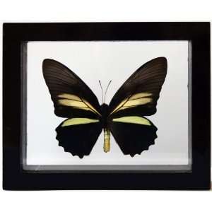  Mounted Yellow and Black Swallowtail Butterfly Gift for 