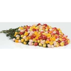 Send Fresh Cut Flowers   200 Long Stem Assorted Roses  