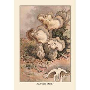   Exclusive By Buyenlarge Helvella Crispa 20x30 poster