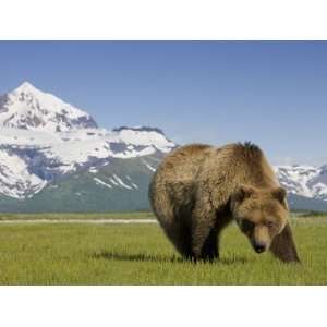  Grizzly Bear Eating Sedge Grass in Meadow at Hallo Bay 