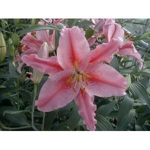  New Zealand Pre cooled Lily Acapulco 14 16 cm. 25 pack 