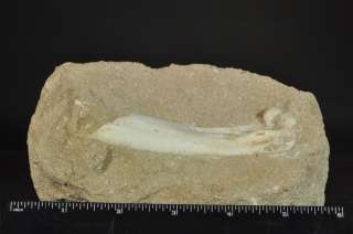 E512  RARE CRETACEOUS PTEROSAUR BONE   SUPERB   CABINET SIZE  