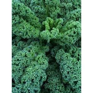  Kale  Blue Curled  50 Seeds Patio, Lawn & Garden