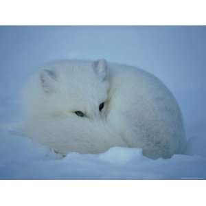  An Arctic Fox Curls up in the Snow for a Rest Photographic 