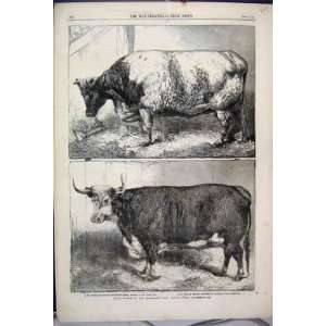 1863 Prize Cattle Smithfield Club Show Heifer Hereford 