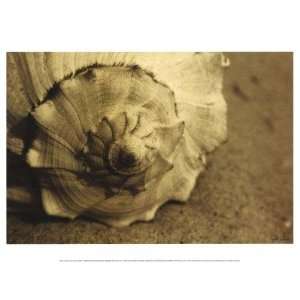  Cyndi Schick   Conch Canvas