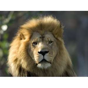  African Lion at the Sedgwick County Zoo, Kansas Stretched 