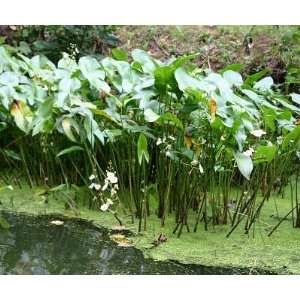    25 Duck potato (Sagittaria lancifolia) plants Patio, Lawn & Garden