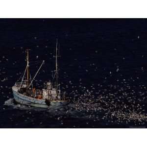 Sea Birds Follow a Fishing Boat Hoping for Any Leftovers Stretched 
