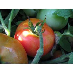  Delicious Tomato Patio, Lawn & Garden