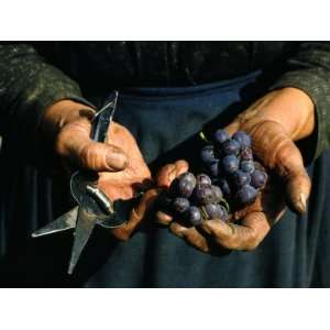 Hands Holding Muscatel Grapes and Shears, Czechoslovakia Stretched 