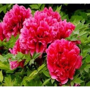   Double Peony 5 Seeds Easy to Grow Great Color Patio, Lawn & Garden