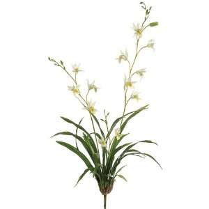  34 Dendrobium Orchid Plant w/Lvs. Cream (Pack of 4)