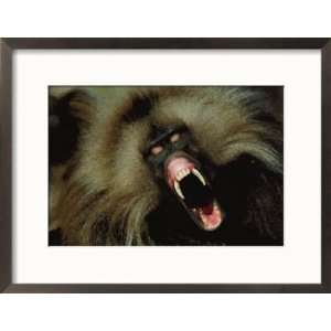  A Male Gelada Baboon Bares His Fangs Collections Framed 