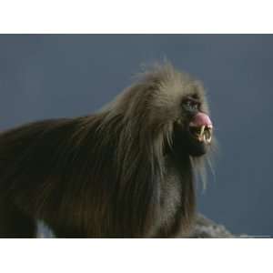 Male Gelada Bares His Teeth and Gums in a Display of Aggression 