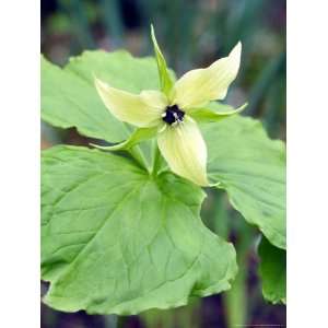  25 Trillium Beige Patio, Lawn & Garden